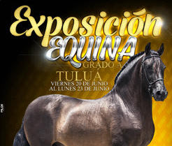 Exposicion Equina Grado A, en la Feria de Tuluá