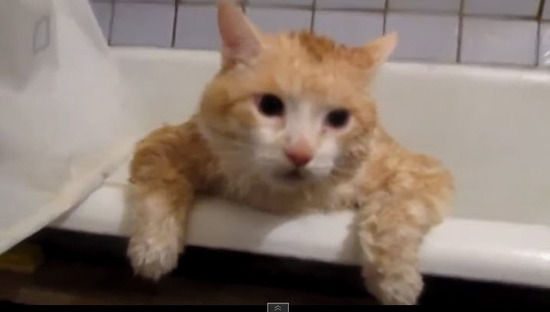 Gato gordo, intenta escapar de la ducha.