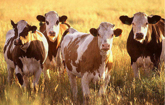 ley 1375 de 2010, sistema nacional de identificacion y de informacion del ganado bovino, sinigan.  