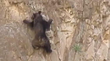 video de osos habiles escalando