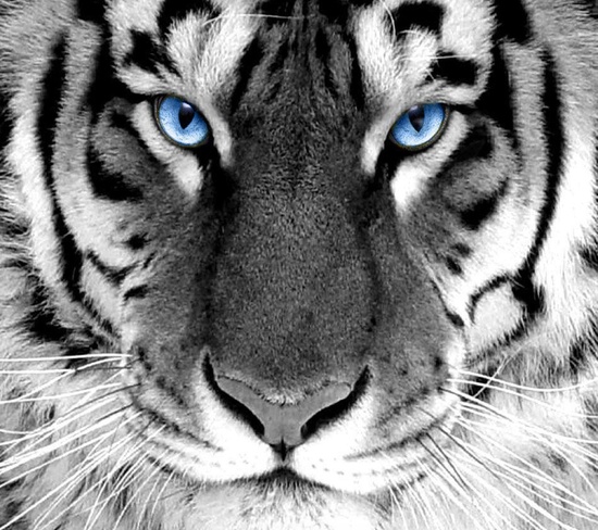 Imagenes de fondo para whatsapp white tiger