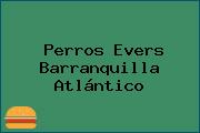 Perros Evers Barranquilla Atlántico