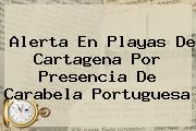 Alerta En Playas De Cartagena Por Presencia De <b>Carabela Portuguesa</b>