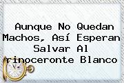 Aunque No Quedan Machos, Así Esperan Salvar Al <b>rinoceronte Blanco</b>