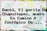 Bantú, El <b>gorila De Chapultepec</b>, <b>muere</b> En Camino A Zoológico De ...