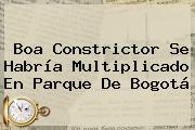 <b>Boa Constrictor</b> Se Habría Multiplicado En Parque De Bogotá