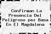 Confirman La Presencia Del Peligroso <b>pez Basa</b> En El Magdalena