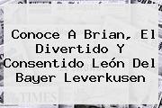 Ver conoce a brian el divertido y consentido leon del bayer leverkusen Conoce A Brian, El Divertido Y Consentido León Del <b>Bayer Leverkusen</b>