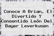 Conoce A Brian, El Divertido Y Consentido León Del <b>Bayer Leverkusen</b>