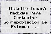 Distrito Tomará Medidas Para Controlar Sobrepoblación De Palomas ...