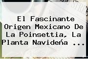 El Fascinante Origen Mexicano De La Poinsettia, La Planta Navideña ...