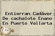 Entierran Cadáver De <b>cachalote</b> Enano En Puerto Vallarta