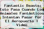 <b>Fantastic Beasts</b>: Esto Pasa Cuando Los Animales Fantásticos Intentan Pasar Por El Aeropuerto | Video