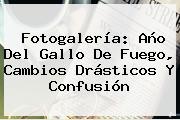 Fotogalería: <b>Año Del Gallo</b> De Fuego, Cambios Drásticos Y Confusión