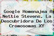 Google Homenajea A <b>Nettie Stevens</b>, La Descubridora De Los Cromosomas XY