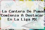 La Cantera De <b>Pumas</b> Comienza A Destacar En La Liga MX