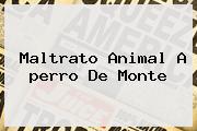 Maltrato Animal A <b>perro De Monte</b>