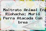 Maltrato Animal En Riohacha: Murió Perra Atacada Con <b>brea</b>