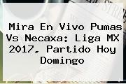 Mira En Vivo <b>Pumas Vs Necaxa</b>: Liga MX 2017, Partido Hoy Domingo