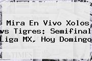 Mira En Vivo <b>Xolos Vs Tigres</b>: Semifinal Liga MX, Hoy Domingo