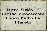 Muere Sudán, El último <b>rinoceronte Blanco</b> Macho Del Planeta