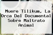 Muere <b>Tilikum</b>, La Orca Del Documental Sobre Maltrato Animal