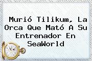 Murió <b>Tilikum</b>, La Orca Que Mató A Su Entrenador En SeaWorld