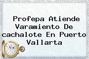 Profepa Atiende Varamiento De <b>cachalote</b> En Puerto Vallarta