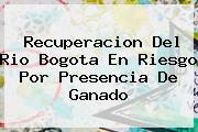 Recuperacion Del Rio <b>Bogota</b> En Riesgo Por Presencia De Ganado