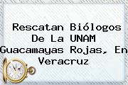 Rescatan Biólogos De La <b>UNAM</b> Guacamayas Rojas, En Veracruz
