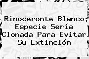 <b>Rinoceronte Blanco</b>: Especie Sería Clonada Para Evitar Su Extinción