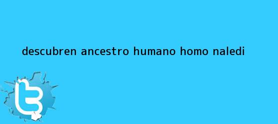 trinos de Descubren ancestro humano, <b>Homo naledi</b>